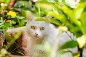 Portrait of a cat in the garden
