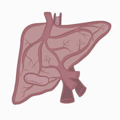 Human liver with circulatory system. Vector illustration. Isolated element on white background.