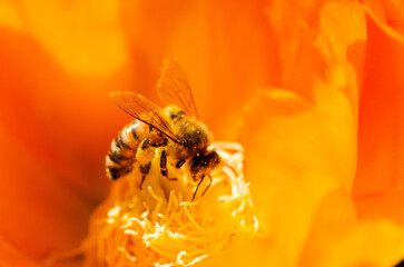 Close up of a bee on an orange flower
