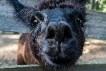 Portrait of llama with holster
