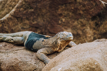 Land iguana on St Bartolomew in Ecuador Galapagos.