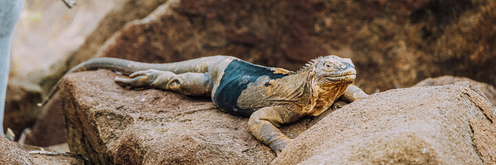 Galapagos land iguana 