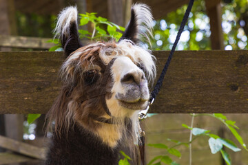 Portrait of llama with holster