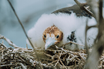 Chick of Magnificent frigate bird  in North Seymour Galapagos