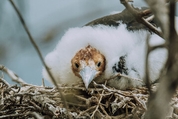 Juvenile chick of Magnificent frigate bird in North Seymour Galapagos © _mishamartin