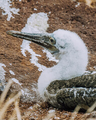 Closeup of juvenile blue footed booby 