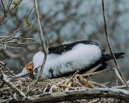 Magnificent frigate bird chick in North Seymour Galapagos