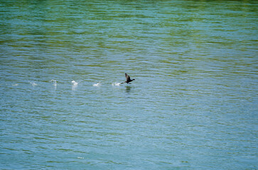 Duck flying over the water