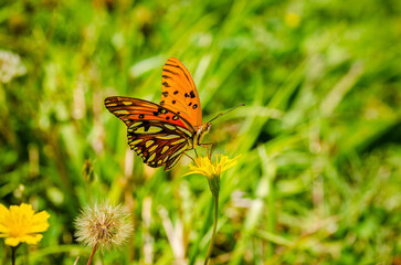 Close up of an orange butterfly on a flower