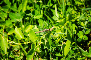 Dragonfly on the grass
