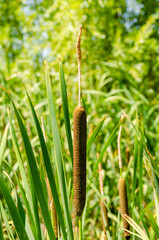 Reeds on the river shore