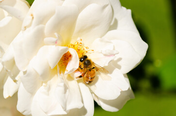 Close up of a bee on a white flower