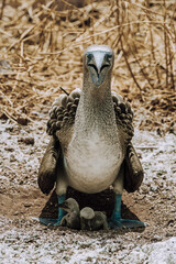 Female Blue footed booby with two chicks in the nest- Galapagos Islands