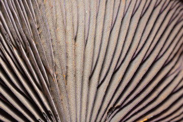 Gills of a mushroom in close-up view