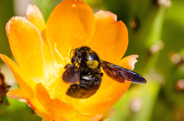 Close up of a bumblebee on an orange flower