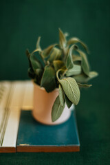 Medicine herb. Sage leaves in pink mug isolated on green background.