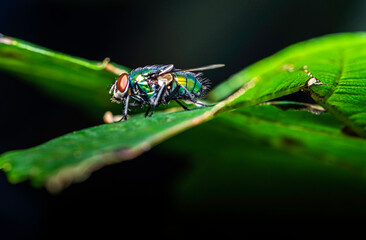 close-up view of a common greenbottle fly - Lucilia sericata 