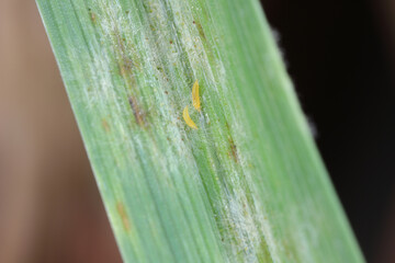 Thrips and powdery mildew on a cereal leaf.