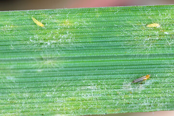 Thrips and powdery mildew on a cereal leaf.