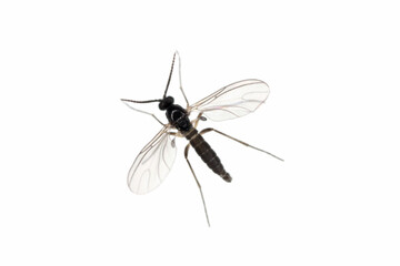 Obraz premium Dark-winged fungus gnat, Sciaridae isolated on white background, these insects are often found inside homes