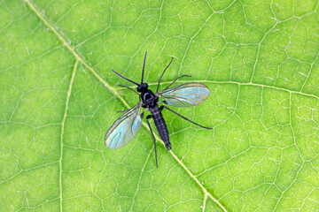 Dark-winged fungus gnat, Sciaridae on a green leaf, these insects are often found inside homes