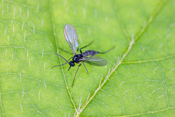 Dark-winged fungus gnat, Sciaridae on a green leaf, these insects are often found inside homes