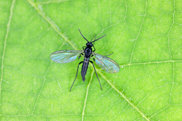 Dark-winged fungus gnat, Sciaridae on a green leaf, these insects are often found inside homes - obrazy, fototapety, plakaty