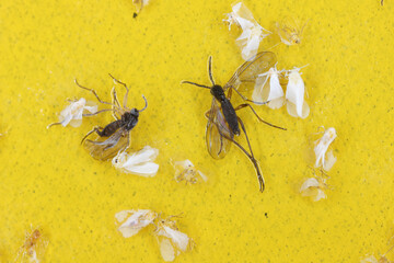 Dark-winged fungus gnats and white flies are stuck on a yellow sticky trap. Whiteflies trapped and...