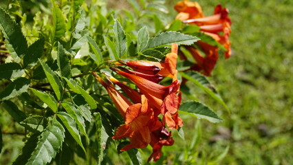 Campsis radicans also known as Trumpet creeper