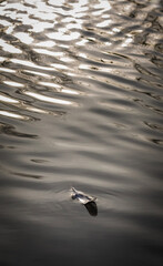 bird feathers float on the water lightness and relaxation calm waves sway