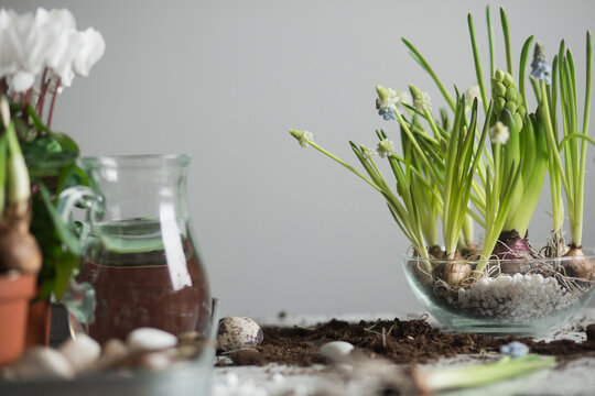 Assorted spring flowers in pot on table