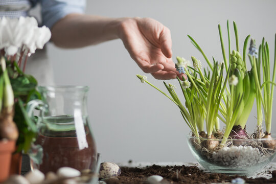 Crop woman planting flowers in pot at table