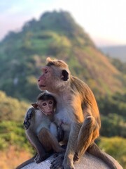 Przytulające się małpy  - obrazy, fototapety, plakaty