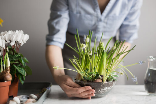 Crop woman planting flowers in pot at table