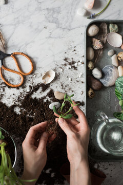 Crop gardener with plant seedling at table