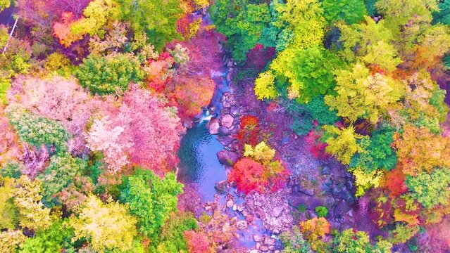 色鮮やかな紅葉の森の清流の川
