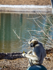 Black-faced monkey sitting on the blue ball on the monkey island