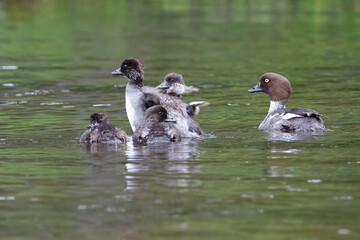 Common goldeneye 