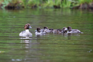 Common goldeneye 