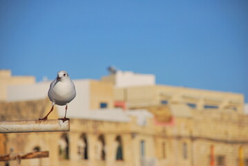 Seagull on pipe
