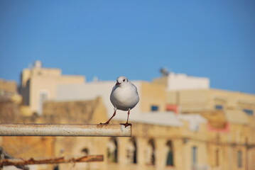 Seagull and building_4 - obrazy, fototapety, plakaty