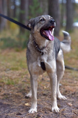 mongrel dog gray and black outdoors