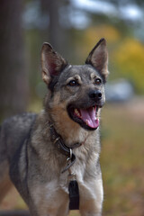 Naklejka premium mongrel dog gray and black outdoors