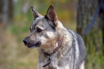 mongrel dog gray and black outdoors