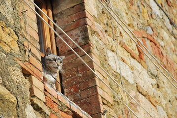 Cat in the window © M. Grąbczewski