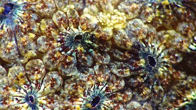 Close-up, (Botryllus schlosseri) Golden Star Tunicate, commonly known as the star ascidian, is a colonial ascidian tunicate, fauna Black Sea