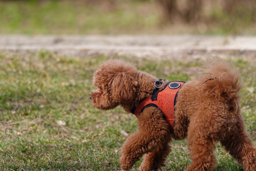 Side shot of a cute toy poodle dog walking outdoors with a blurry background