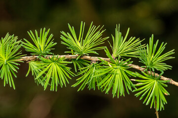 close-up view of a young branch of a larch