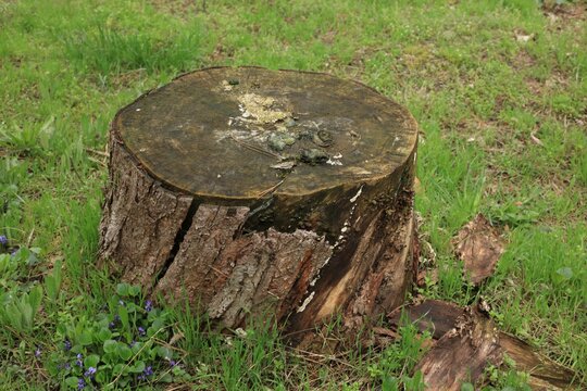 stump in the woods