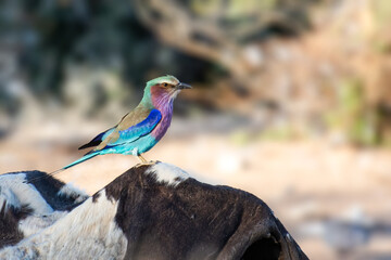 Lilac-breasted roller (Coracias caudatus) sitting on the death cattle. Lilac colored bird, Kalahari...